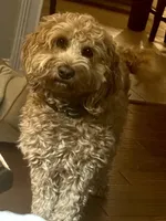 Maggie, a female Miniature Goldendoodle for sale in Columbus, GA – 3 of 6