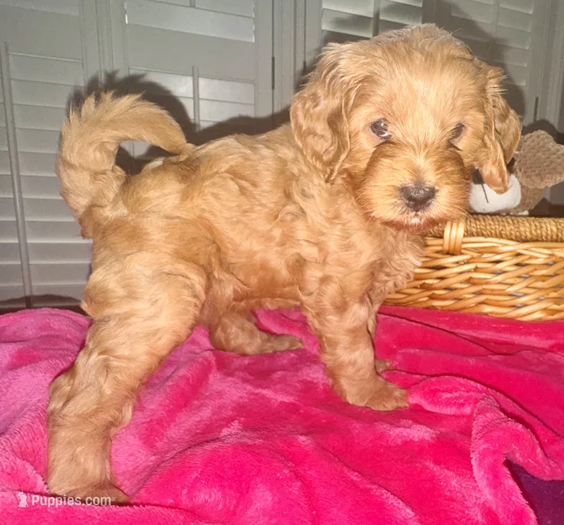 Maci – Miniature Goldendoodle puppy for sale in Columbus, GA