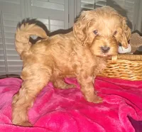 Maci, a female Miniature Goldendoodle for sale in Columbus, GA – 1 of 9