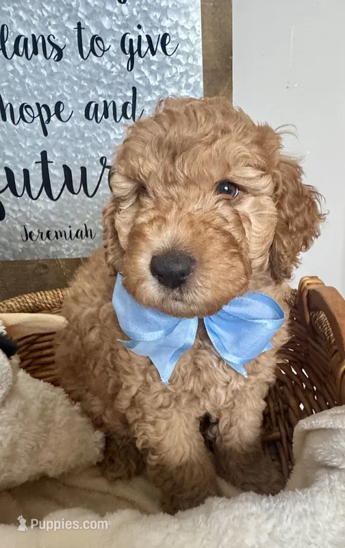 Bear – Miniature Goldendoodle puppy for sale in Columbus, GA