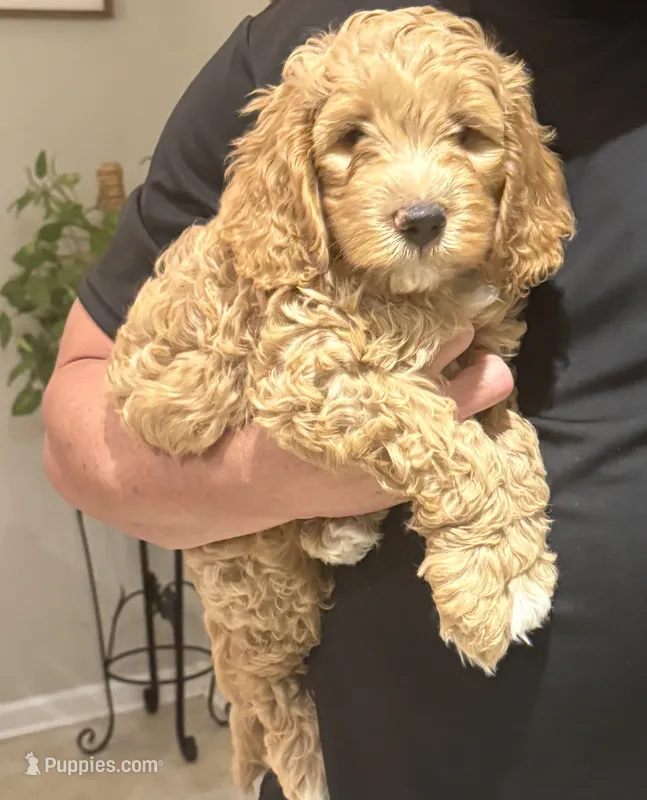 Scout  – Miniature Goldendoodle puppy for sale in Columbus, GA