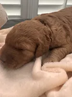 Sammy, a male Miniature Goldendoodle for sale in Pike Road, AL – 7 of 10