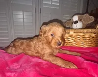 Maci, a female Miniature Goldendoodle for sale in Columbus, GA – 2 of 9