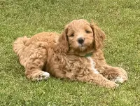 Scout , a male Miniature Goldendoodle for sale in Columbus, GA – 3 of 10