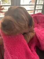 Maple, a female Miniature Goldendoodle for sale in Pike Road, AL – 6 of 8