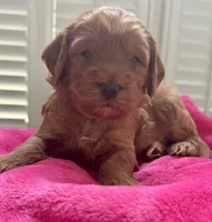 Miley, a female Miniature Goldendoodle for sale in Pike Road, AL – 4 of 5