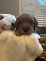 Finn, a male Miniature Goldendoodle for sale in Columbus, GA – 5 of 6
