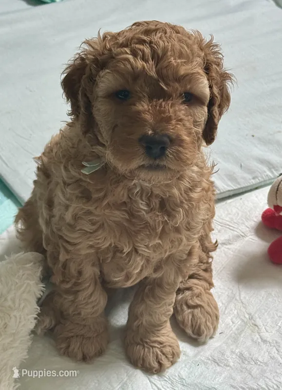 TEDDY  – Miniature Goldendoodle puppy for sale in Pike Road, AL