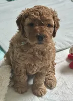 TEDDY , a male Miniature Goldendoodle for sale in Columbus, GA – 1 of 5