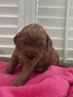 Lucy, a female Miniature Goldendoodle for sale in Pike Road, AL – 2 of 8