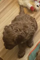 Marley, a male Miniature Goldendoodle for sale in Columbus, GA – 6 of 10