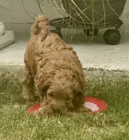 Scout , a male Miniature Goldendoodle for sale in Columbus, GA – 8 of 10