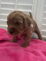 Lucy, a female Miniature Goldendoodle for sale in Pike Road, AL – 4 of 8