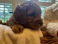 Finn, a male Miniature Goldendoodle for sale in Columbus, GA – 4 of 6