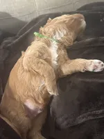 TANK, a male Miniature Goldendoodle for sale in Pike Road, AL – 6 of 9