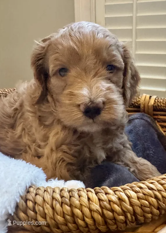 Quinn – Miniature Goldendoodle puppy for sale in Pike Road, AL