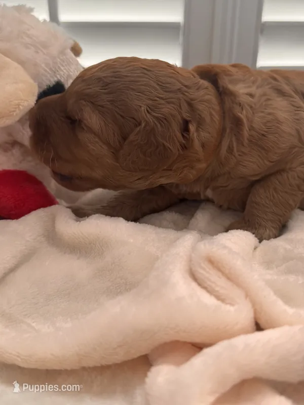 Sammy – Miniature Goldendoodle puppy for sale in Pike Road, AL
