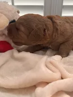 Sammy, a male Miniature Goldendoodle for sale in Pike Road, AL – 1 of 10