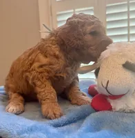 TEDDY , a male Miniature Goldendoodle for sale in Pike Road, AL – 2 of 6