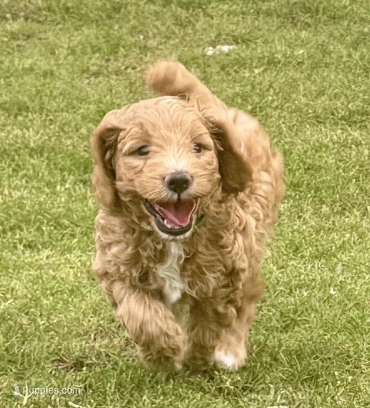 Scout  – Miniature Goldendoodle puppy for sale in Columbus, GA