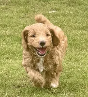 Scout , a male Miniature Goldendoodle for sale in Columbus, GA – 1 of 10