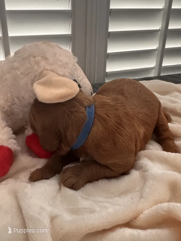 Bucky – Miniature Goldendoodle puppy for sale in Pike Road, AL