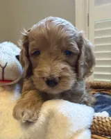 Quinn, a male Miniature Goldendoodle for sale in Pike Road, AL – 2 of 6