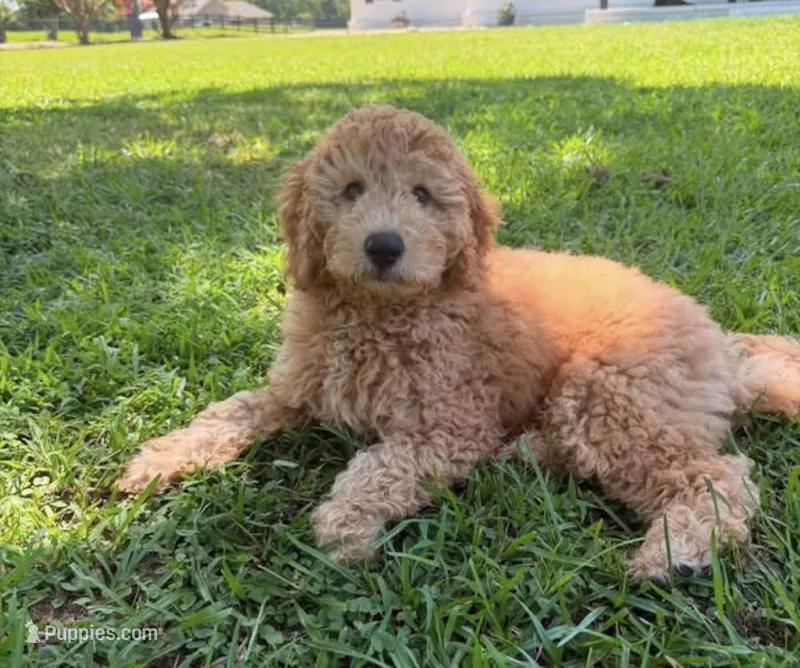 Bear – Miniature Goldendoodle puppy for sale in Columbus, GA