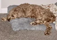 Maggie, a female Miniature Goldendoodle for sale in Columbus, GA – 6 of 6