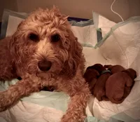 Murphy Jr. , a male Miniature Goldendoodle for sale in Pike Road, AL – 9 of 9