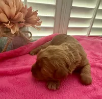 Maple, a female Miniature Goldendoodle for sale in Pike Road, AL – 2 of 8