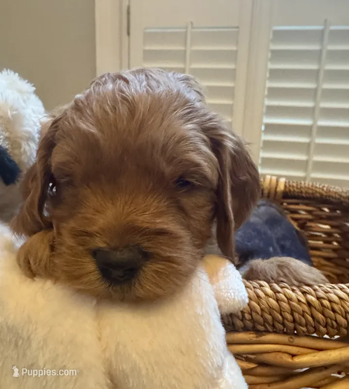 Murphy Jr – Miniature Goldendoodle puppy for sale in Pike Road, AL