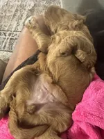 Lucy, a female Miniature Goldendoodle for sale in Pike Road, AL – 5 of 8