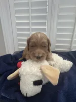 TANK, a male Miniature Goldendoodle for sale in Pike Road, AL – 4 of 9