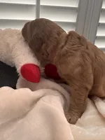 Sammy, a male Miniature Goldendoodle for sale in Pike Road, AL – 6 of 10