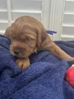 Murphy Jr, a male Miniature Goldendoodle for sale in Columbus, GA – 5 of 8