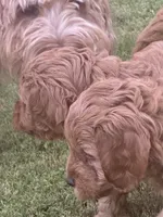 Marley, a male Miniature Goldendoodle for sale in Columbus, GA – 7 of 10
