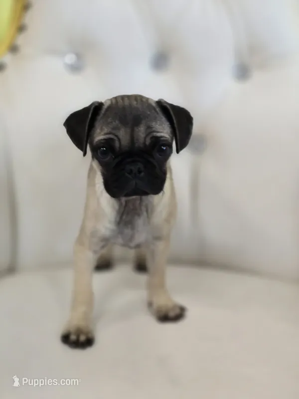 Amy – Pug puppy for sale in Forney, TX