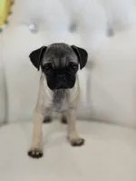 Amy, a female Pug for sale in Forney, TX – 1 of 4