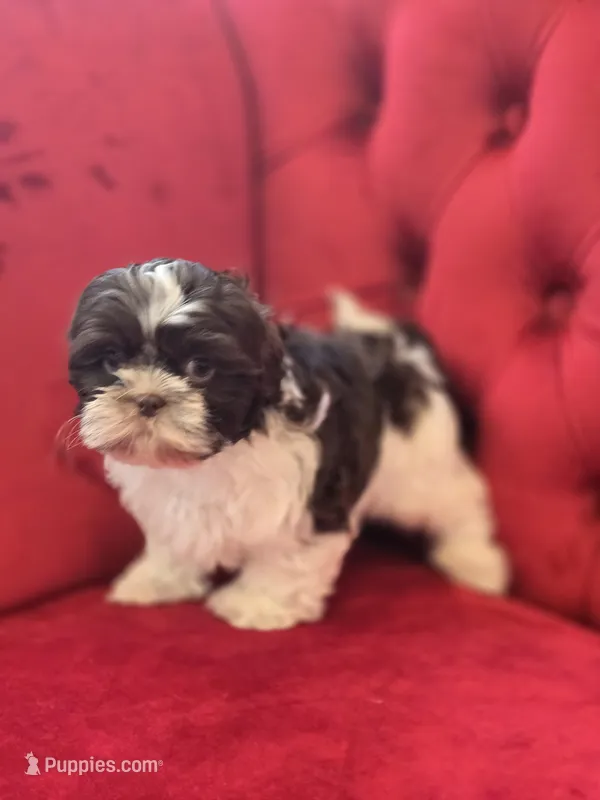 Charlie Brown – Shih Tzu puppy for sale in Forney, TX