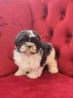 Charlie Brown, a male Shih Tzu for sale in Forney, TX – Photo 3 of 4