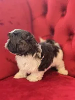 Charlie Brown, a male Shih Tzu for sale in Forney, TX – Photo 4 of 4