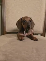 Pumpkin, a male Miniature Dachshund for sale in Forney, TX – 3 of 5