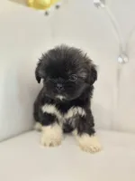 Stacey, a female Shih Tzu for sale in Forney, TX – 6 of 6