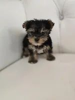 Tiny, a male Yorkshire Terrier for sale in Forney, TX – Photo 4 of 4