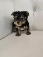 Tiny, a male Yorkshire Terrier for sale in Forney, TX – Photo 2 of 4