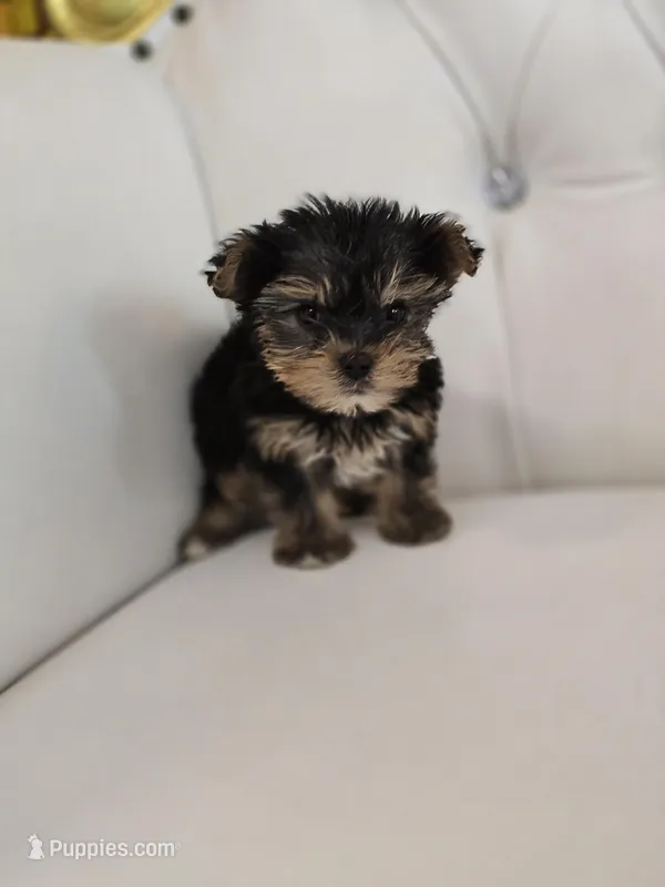 Tiny – Yorkshire Terrier puppy for sale in Forney, TX
