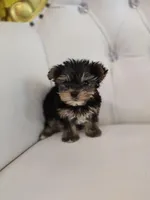 Tiny, a male Yorkshire Terrier for sale in Forney, TX – Photo 3 of 4