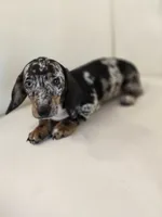 Jazzy, a female Miniature Dachshund for sale in Forney, TX – 6 of 6