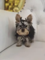 Dude, a male Yorkshire Terrier for sale in Forney, TX – Photo 4 of 4